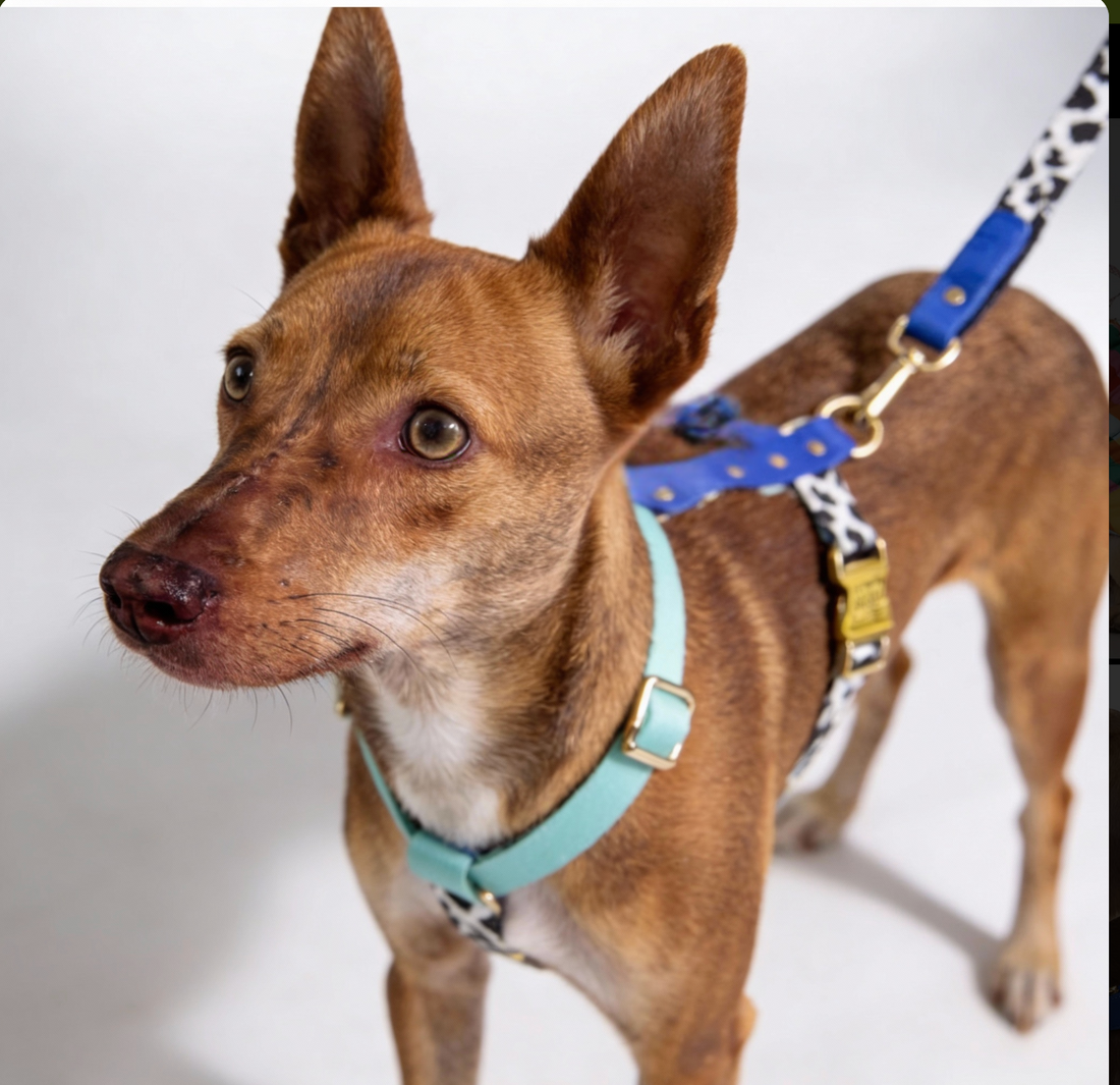 Blueberry Dog Harness