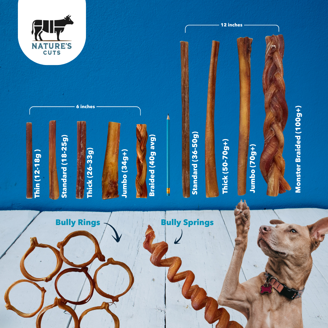 6" Standard Braided Bully Sticks Display Box