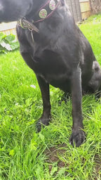 "Bijou" collar black & pink