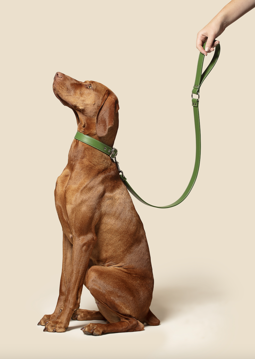 Forest green vegan apple leather dog collar