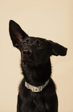 Silver apple leather dog collar