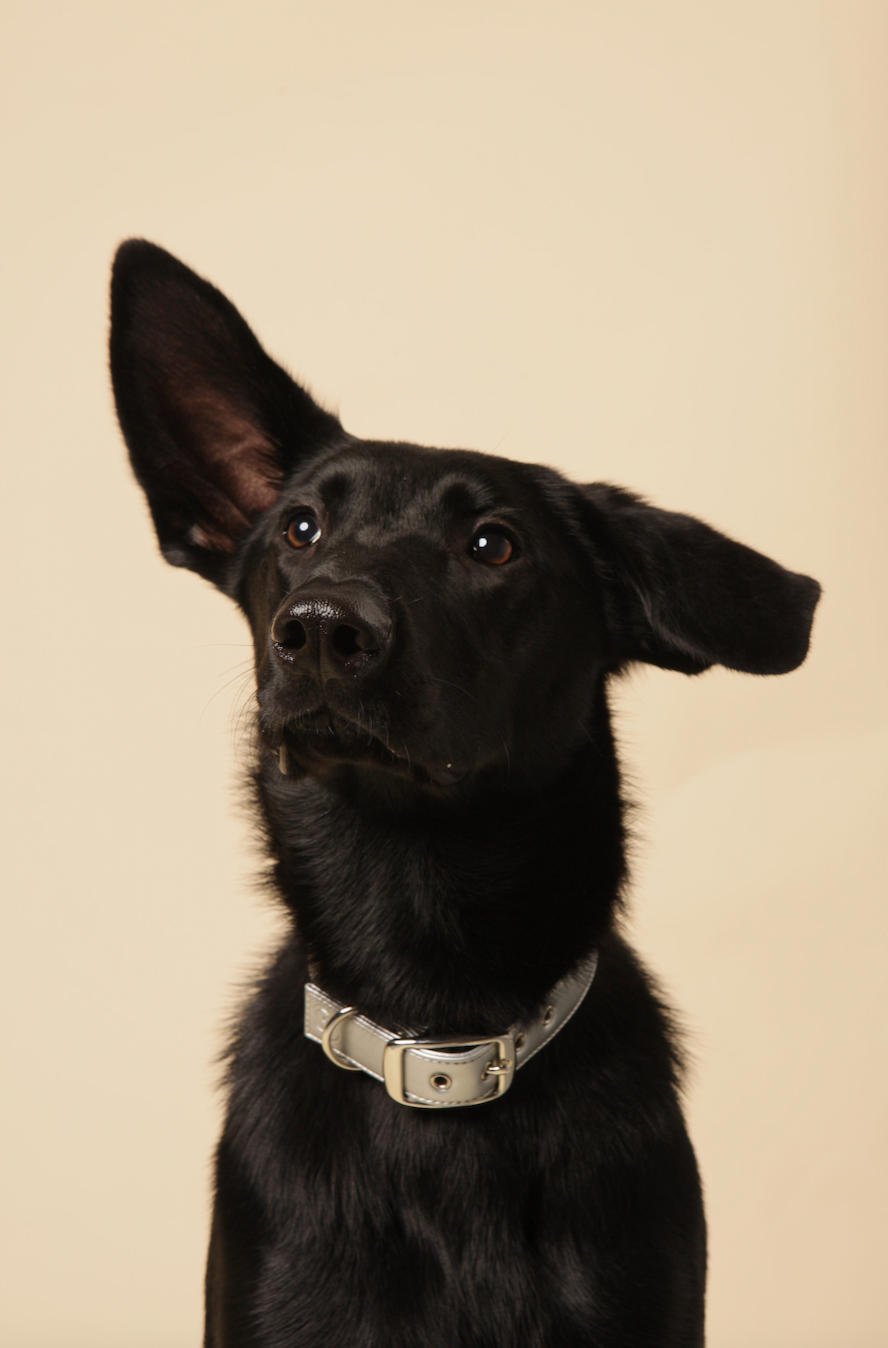 Silver apple leather dog collar