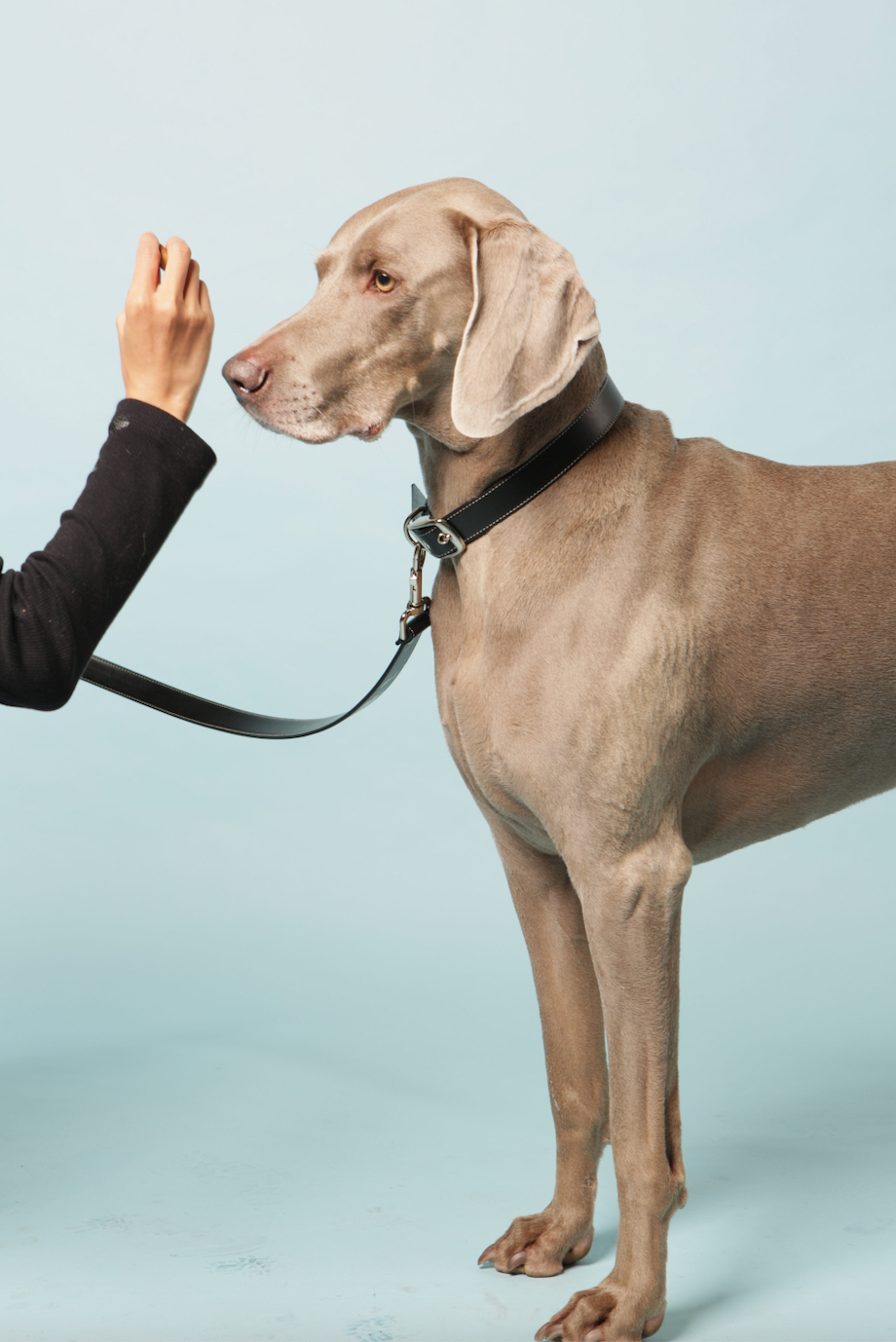 Classic black vegan apple leather dog collar