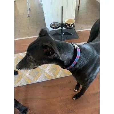 Stylish Designer Dog Collar Set by Finnigan-1