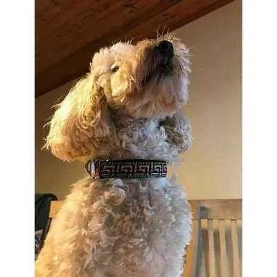 Finnigan's Exquisite Elegance Designer Dog Collar Set-1