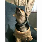 Finnigan's Pampered Pup Collar Set with Custom Engraving-4