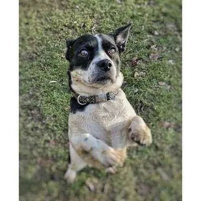 Finnigan's Wanderlust Whisker-Wearer Dog Collar 🐾-2