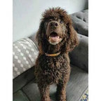 Luxury Dog Collar Set: Finnigan's Fancy 🐾-1