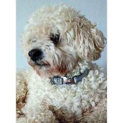 Petite Pooch Parade Designer Dog Collar Set-1